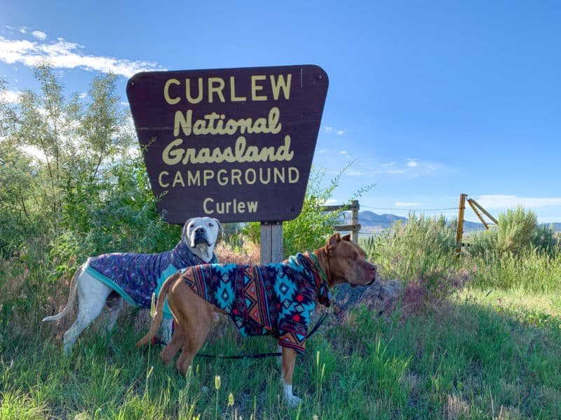 Zwei Pitbull-Hunde auf einem Campingausflug zu den Curlew National Grasslands