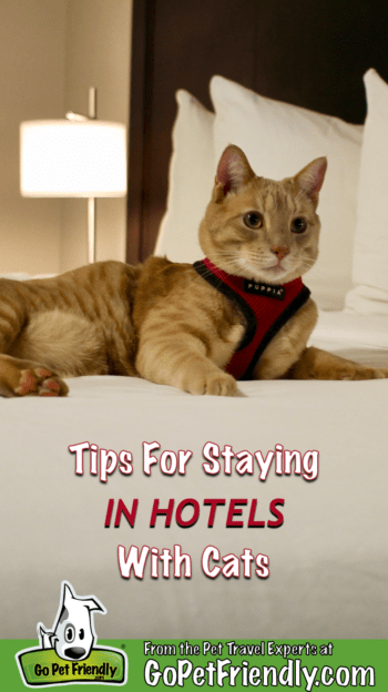 Fish the orange cat in a harness on a bed in a hotel room