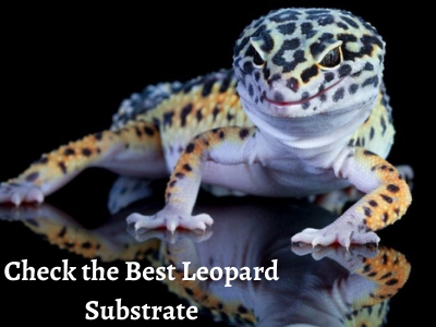 Check the Best Leopard Substrate