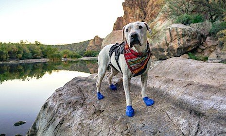 Cool Whip the dog auf einer haustierfreundlichen Wanderung in ihren blauen Schühchen und dem bunten Bandana
