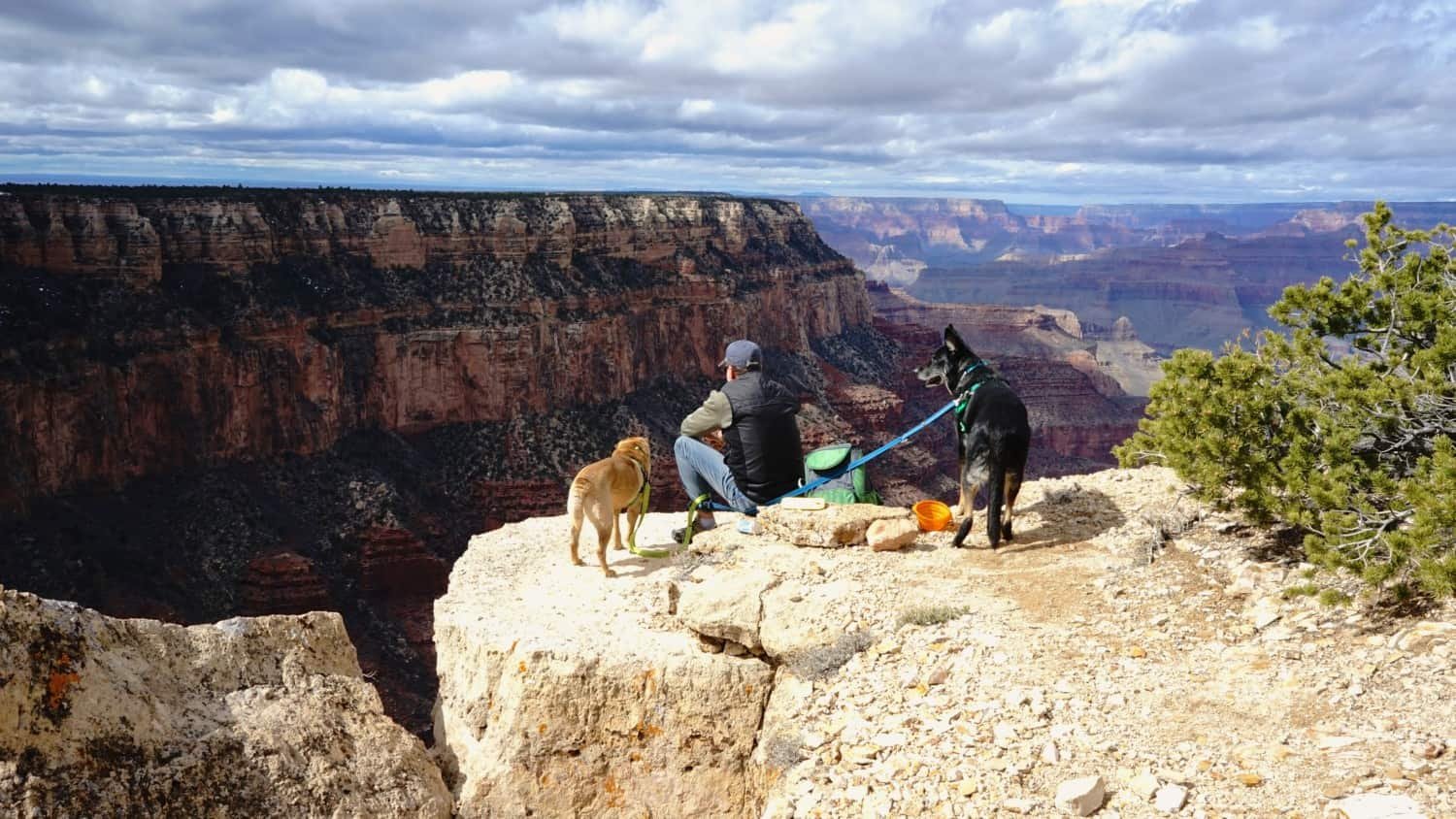 Man and two dogs enjoy the view in Grand Canyon National Park