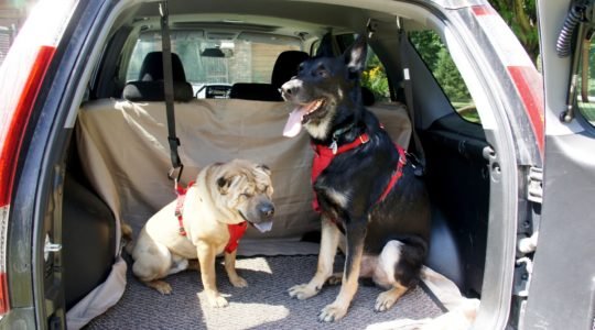 Ty and Buster in the rental car