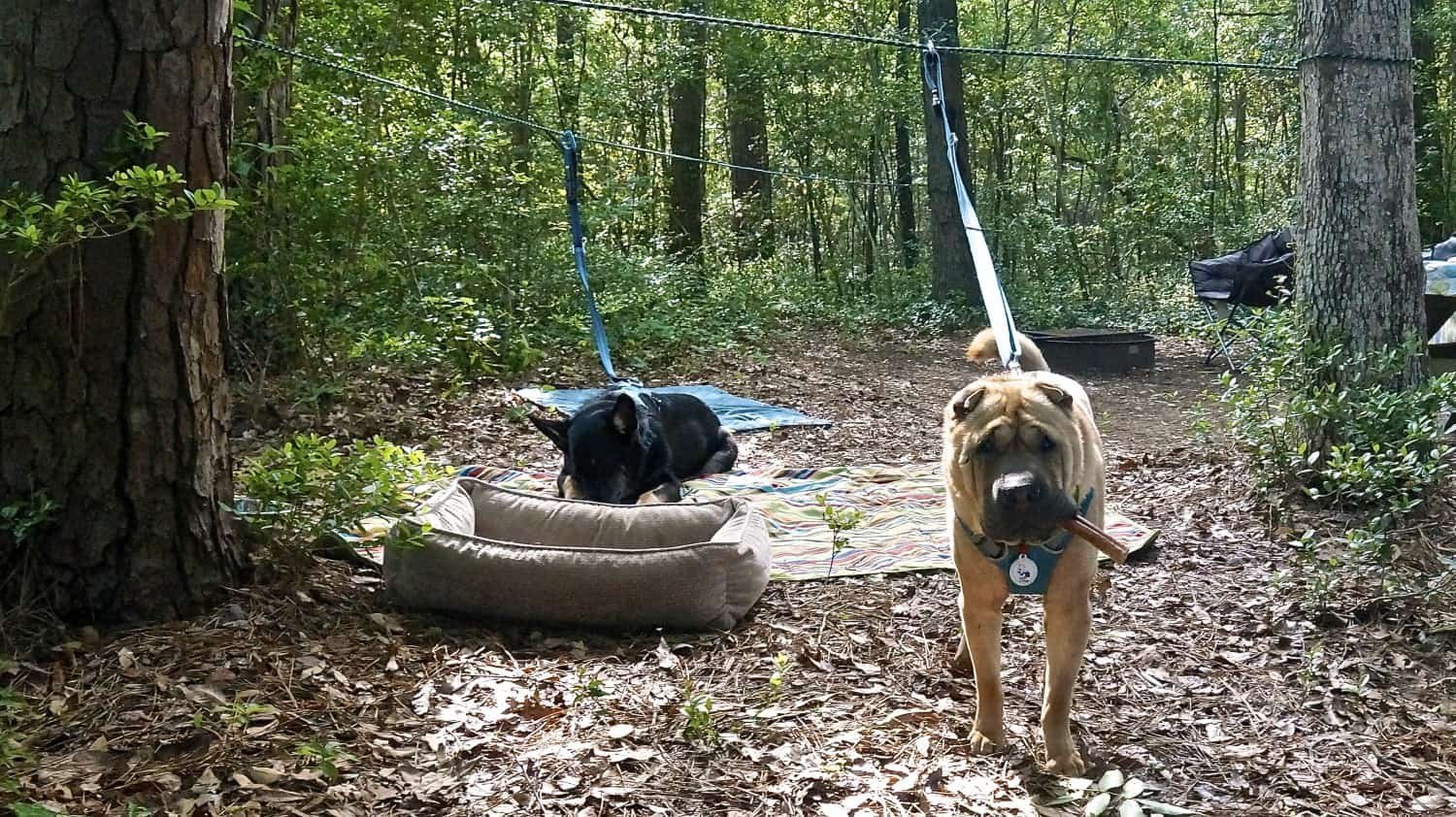 Ty der Shar-pei und Buster der Deutsche Schäferhund von GoPetFriendly.com entspannen sich auf einem Campingplatz an ihrer Hundeseilbahn