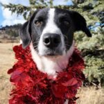 black and white dog with red hearts garland around his neck - Mr. Stix Champion of My Heart - poor guy recently injured in a dog attack