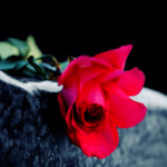 dark gray headstone with red rose on top - graphic for second dog attack post