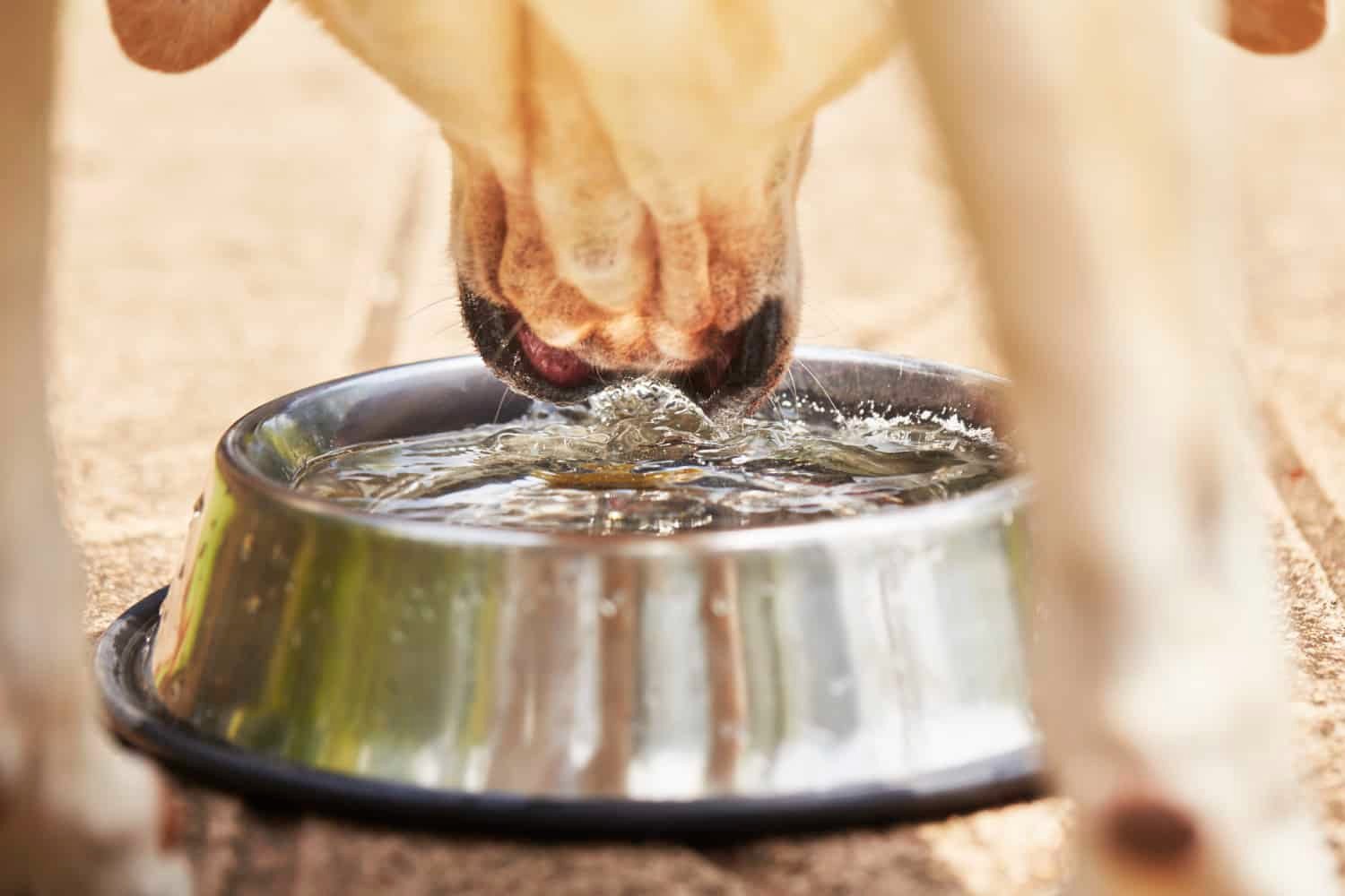 Dog drinks from water bowl