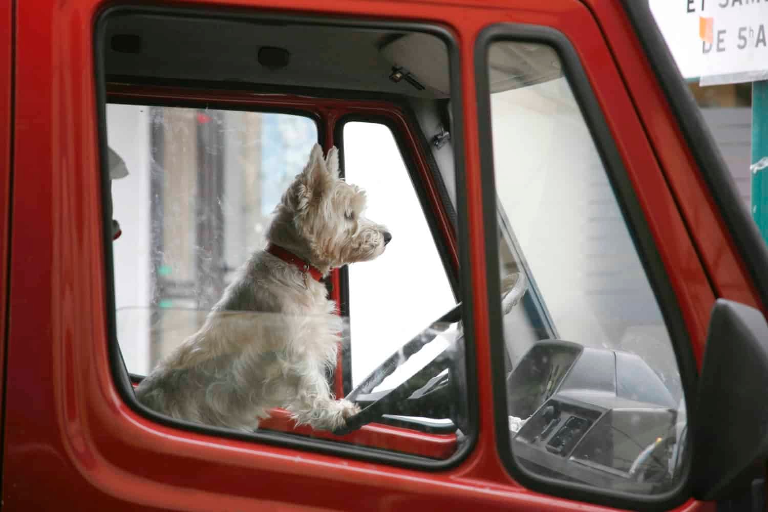 Weißer Terrier am Steuer eines roten Lastwagens, der in einem tierfreundlichen Kino geparkt ist