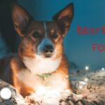 Home 14 Find out the Best Bed Ramp for Dogs in 2021