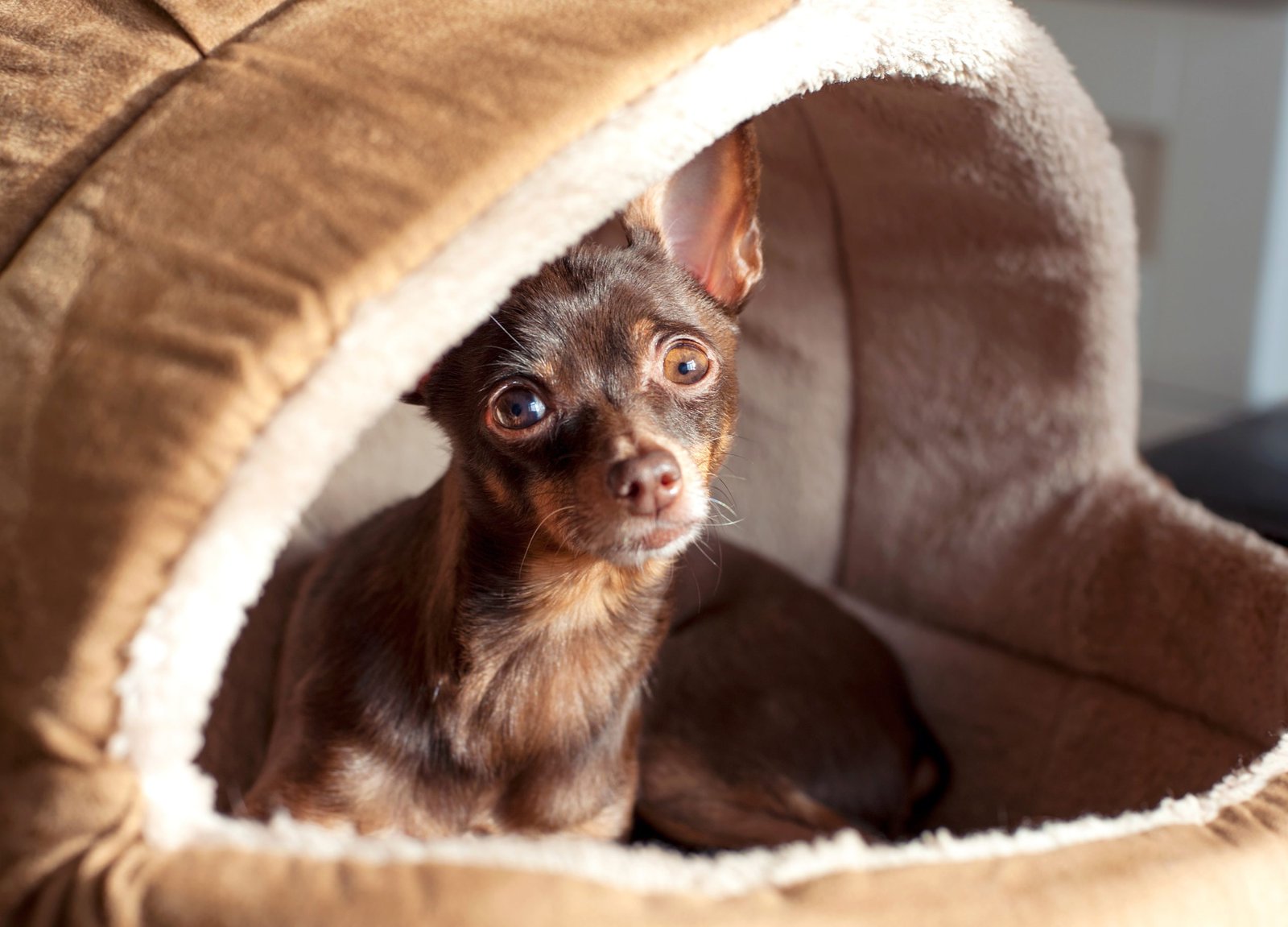 Chihuahua with big eyes looking from his bed to you