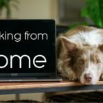 How Your Dog Can be Great Company When Working From Home