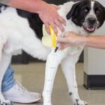 Home 23 How to cast a dog's leg for a custom brace