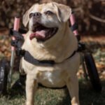 Disabled puggle uses a Small Walkin' Wheels Wheelchair