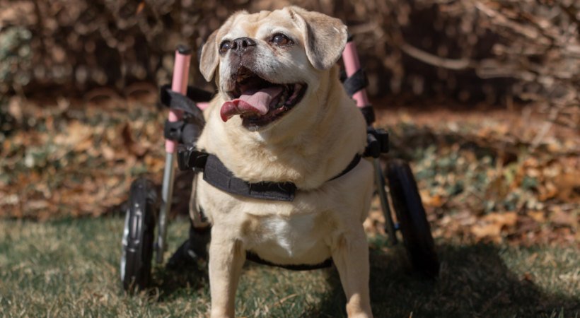Disabled puggle uses a Small Walkin' Wheels Wheelchair