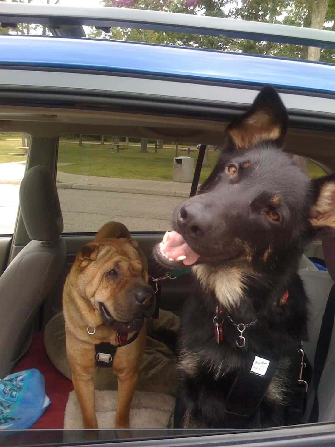 Ty and Buster with their seat belts