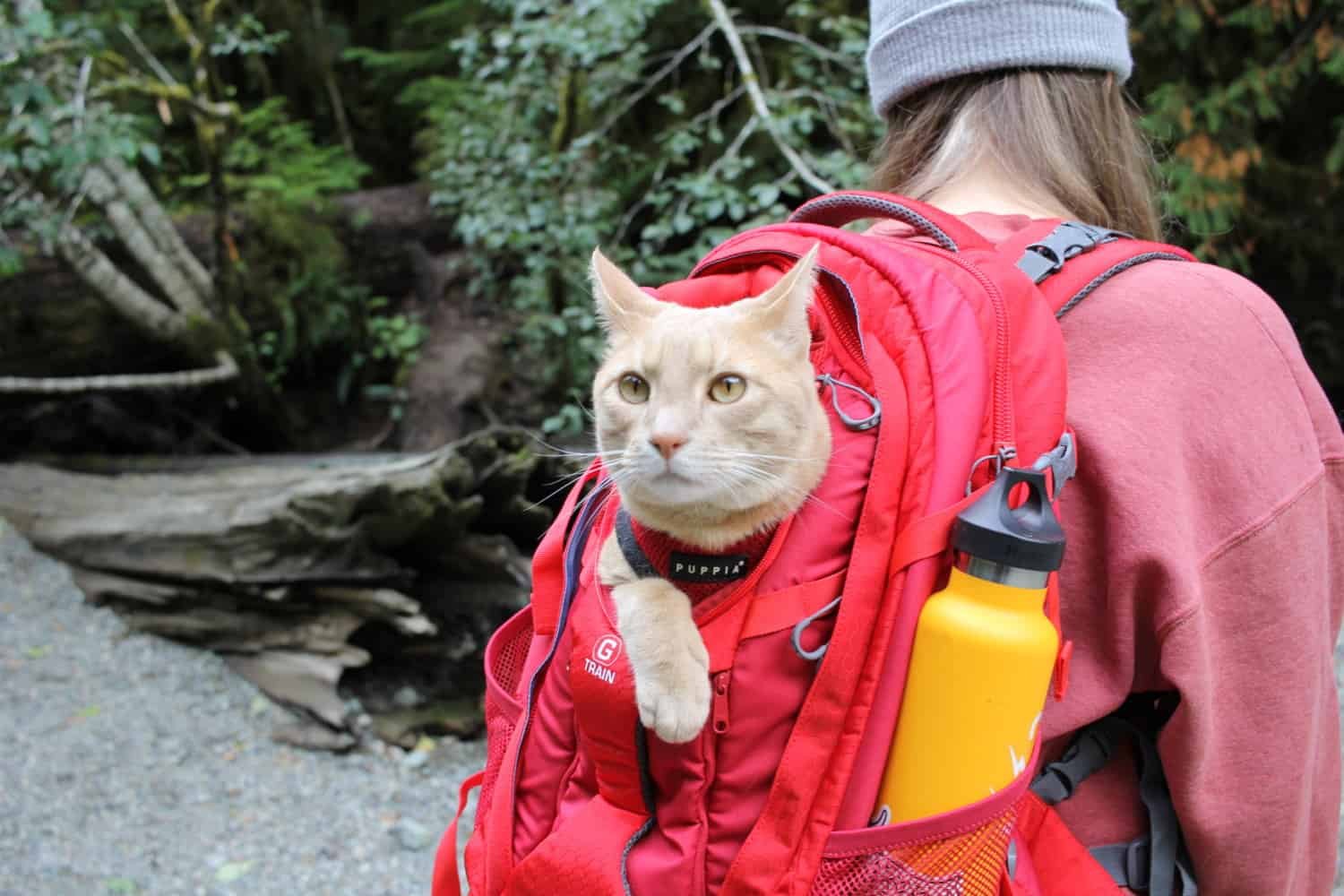 Fish the cat with its head sticking out of a backpack