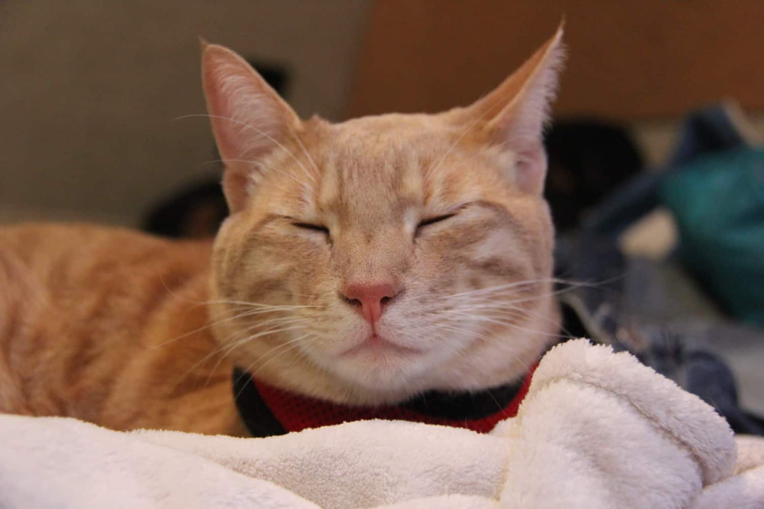 Fish cat sleeping on comfortable pet bed