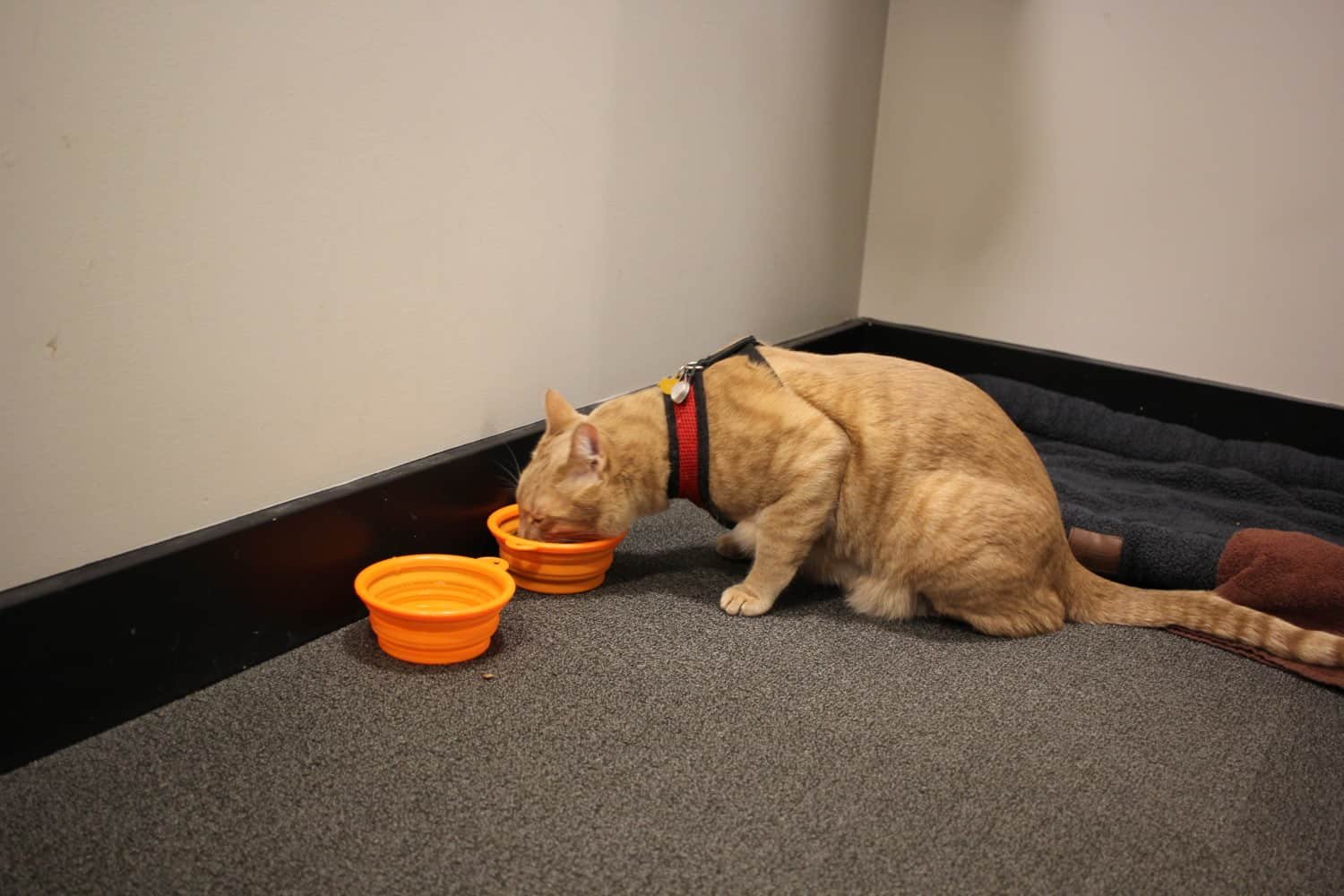 Fish the cat drinking from a collapsible bowl in a hotel room