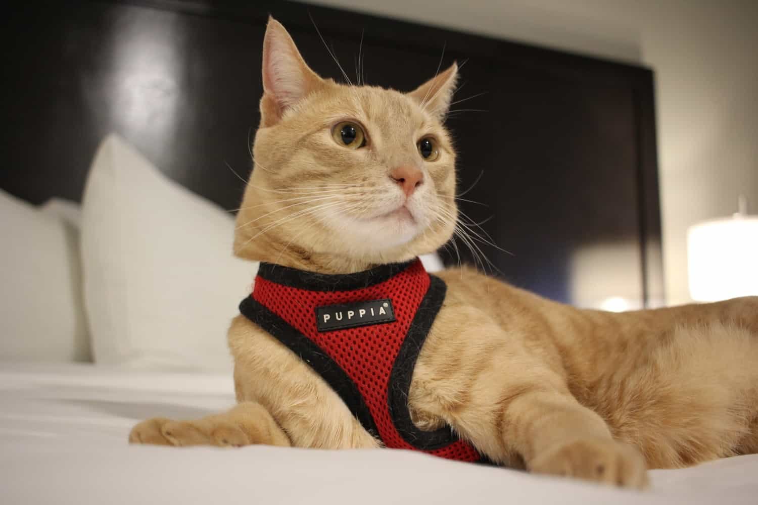 Fish the cat lying on the bed in a hotel room