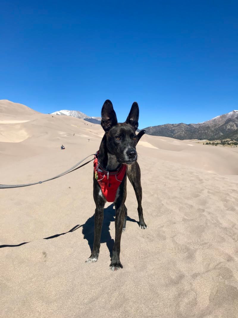 Dog in a red harness on the dunes in Great Sand Dunes National Park in Colorado