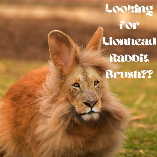 Looking for Lionhead Rabbit Brush??