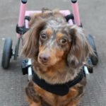 Dachshund in her pink properly adjusted Walkin' Wheels wheelchair