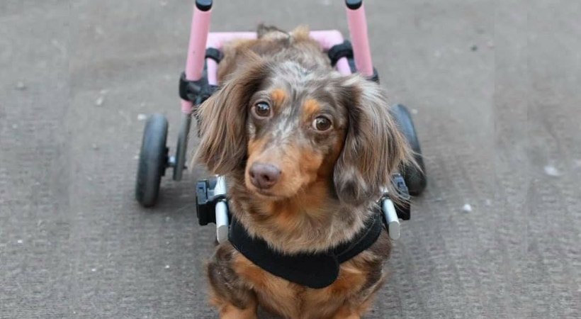 Dachshund in her pink properly adjusted Walkin' Wheels wheelchair