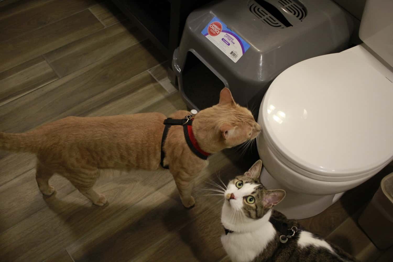 Fish and chips the cats standing next to their litter box in a hotel bathroom