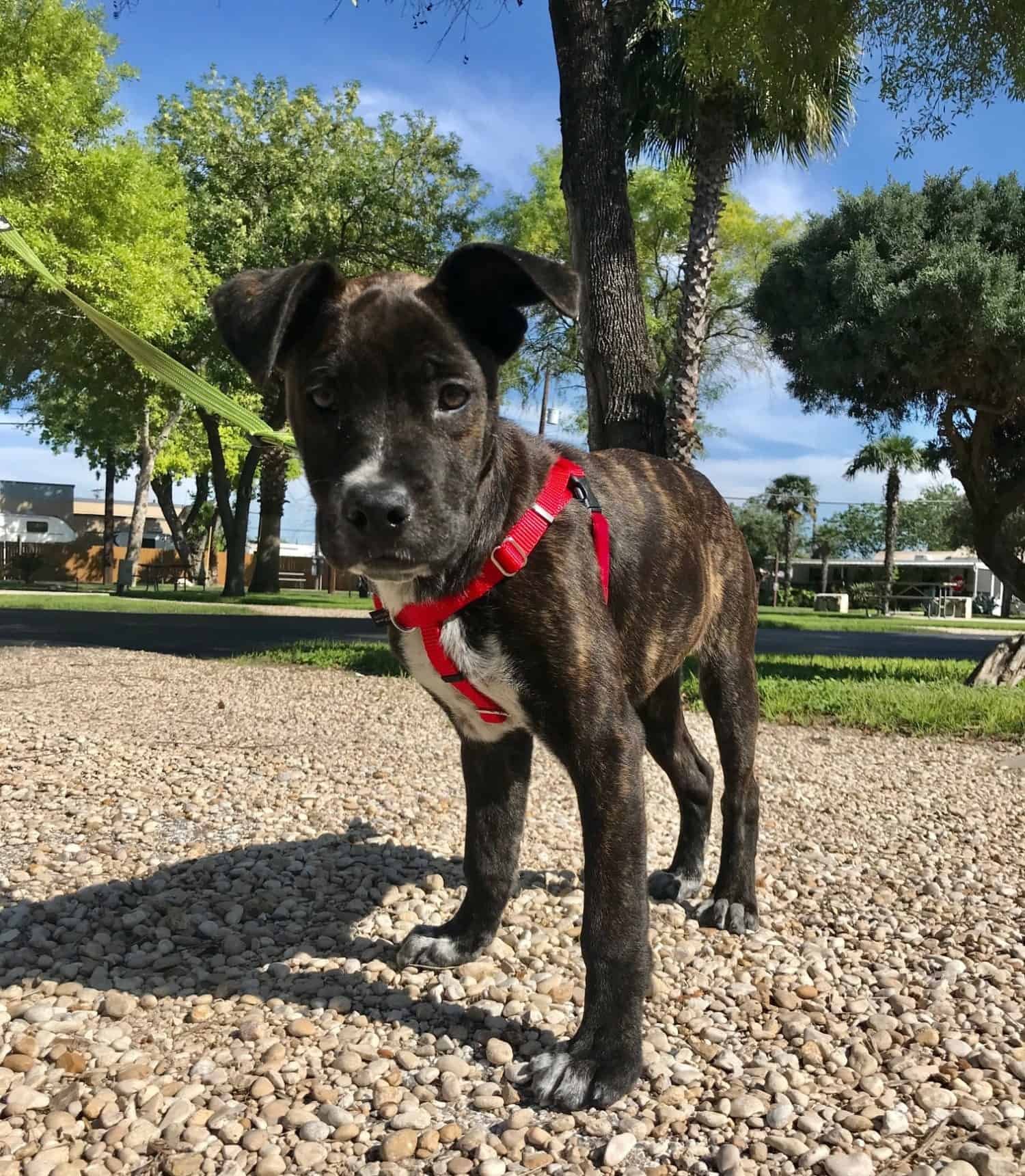 Puppy in a red harness standing on a gravel path in San Antonio, TX