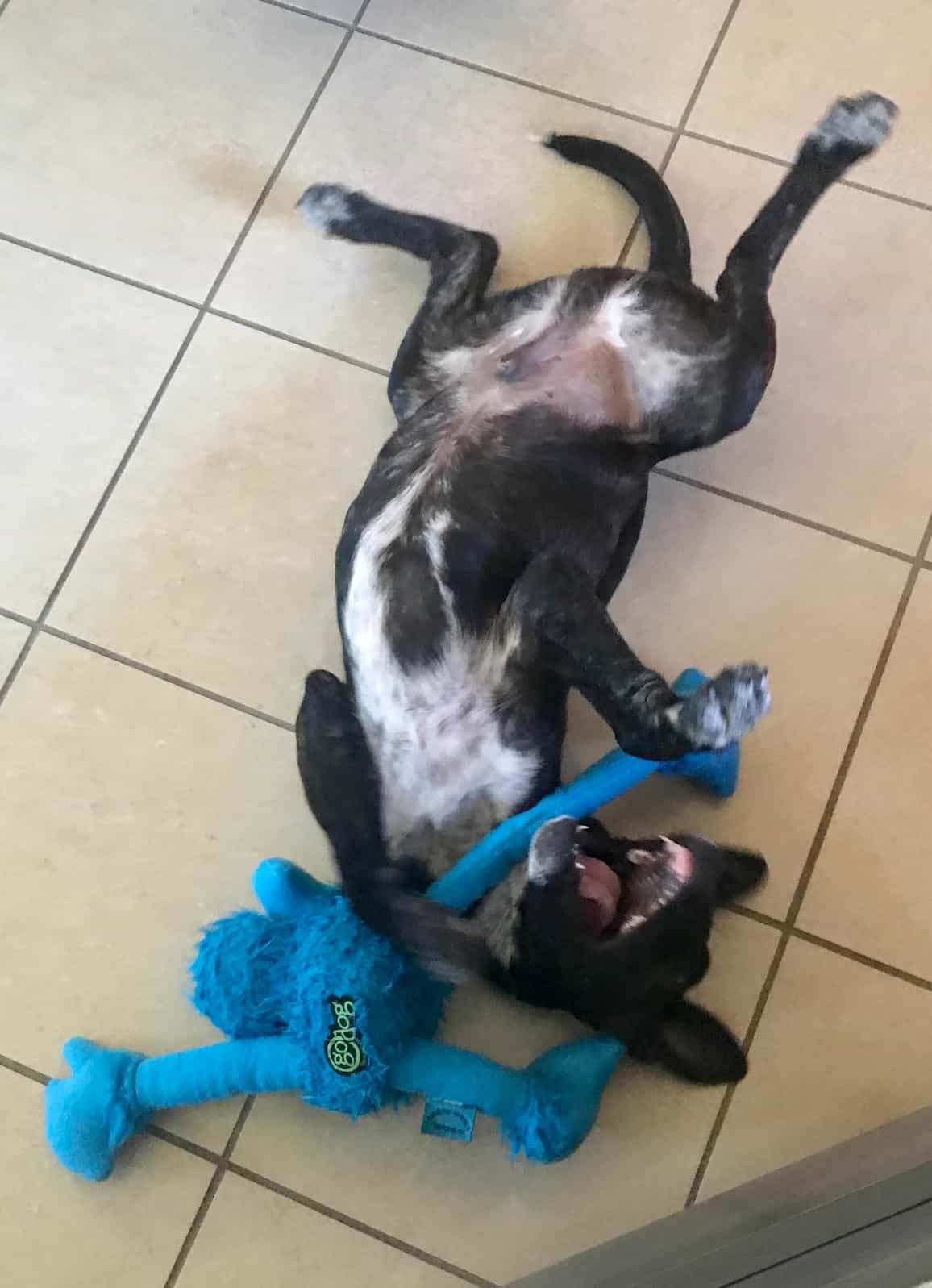 Puppy pays with blue Sasquatch toy