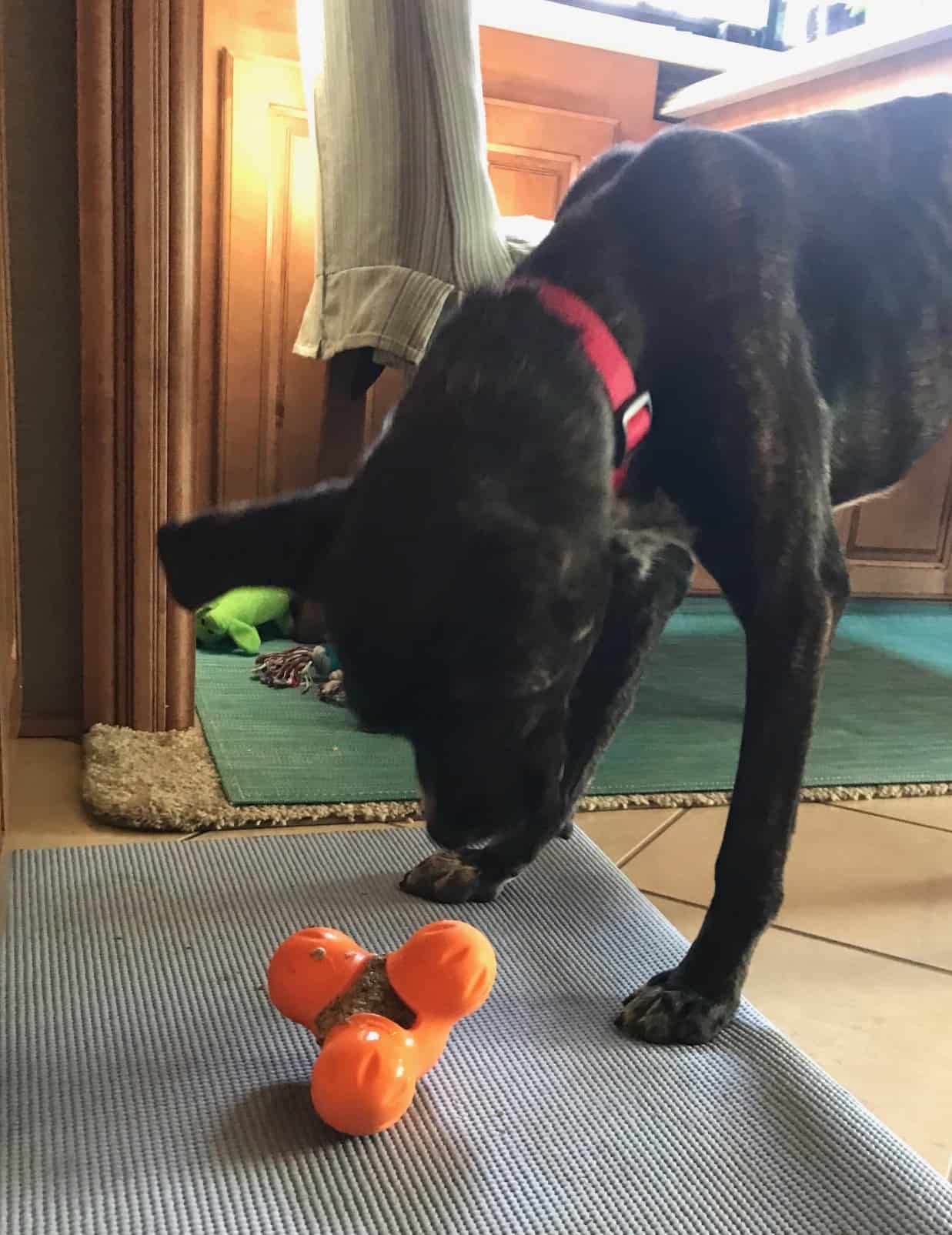 Puppy eating food from a toy inside