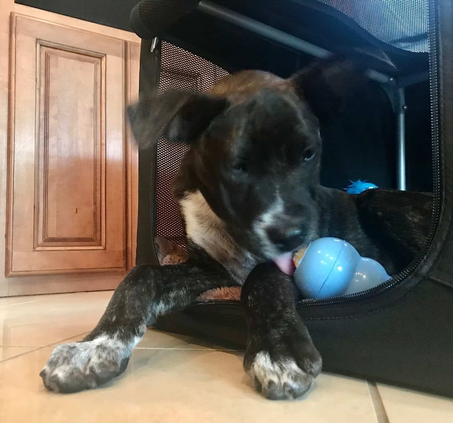 Puppy lies in a black box and licks a blue KONG toy