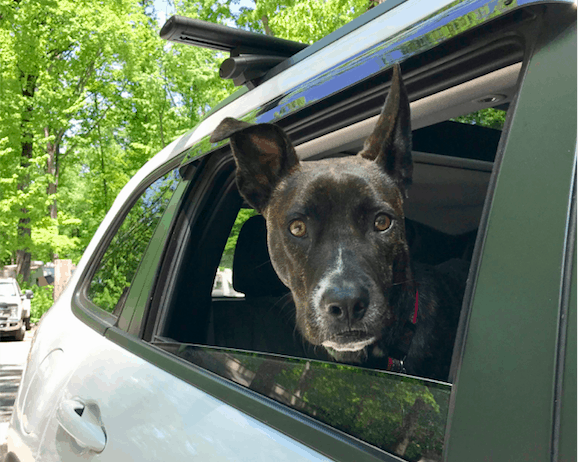 Brindle dog in the back seat of a car on a cross country trip