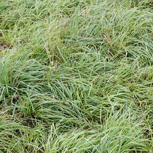 Orchard Grass