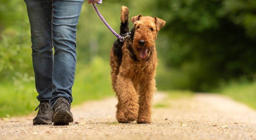 Airdale Terrier walking with pet parent