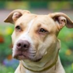 Home 21 Outdoor Portrait close-up American Pit Bull Terrier in Denver