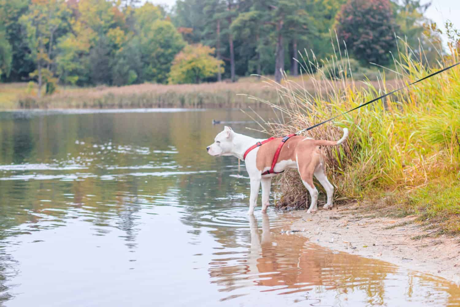 Dog in a red harness on a walk on the lake shore 