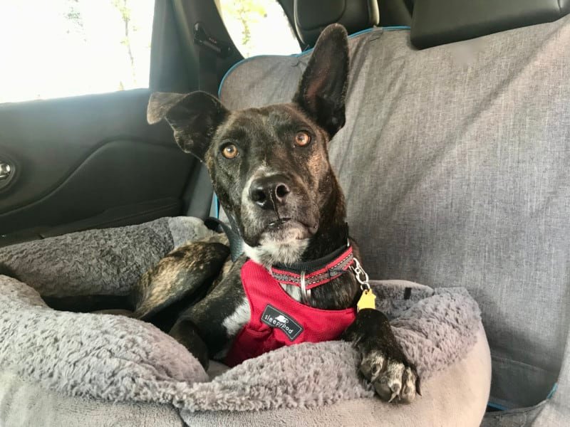 Brindle dog in a car strapped in with a red crash tested Sleepypod harness