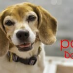 The 10 Ultimate Popular Dog Breeds