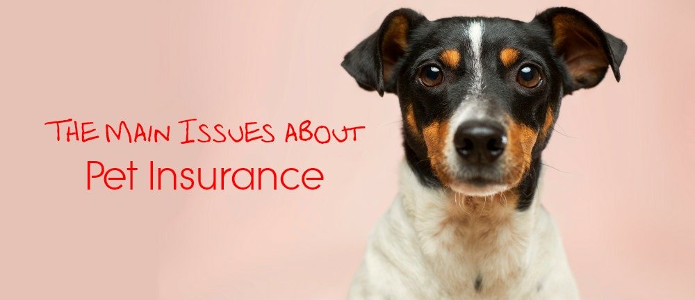 The Main Issues about Pet Insurance