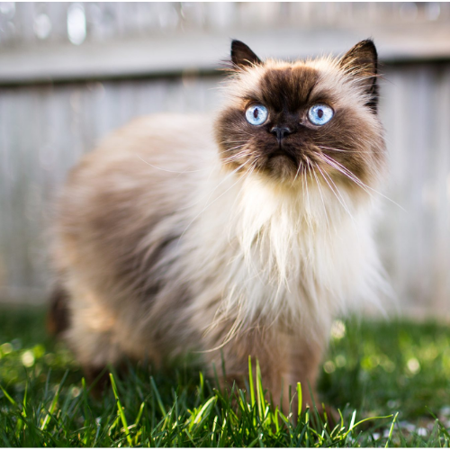 What Pet Parents Should Know About Himalayans?