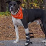 Dog splint to stabilize torn ligament