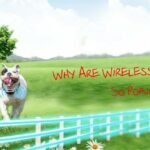 Why Are Wireless Dog Fences So Popular?