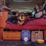 Home 22 an example of a car camping set up with a dog