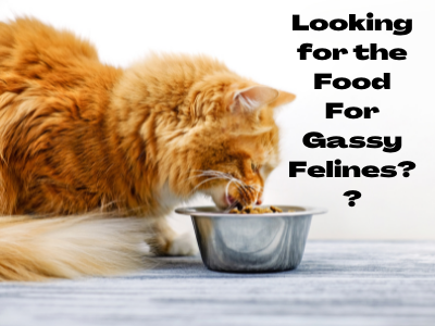 food for gassy felines