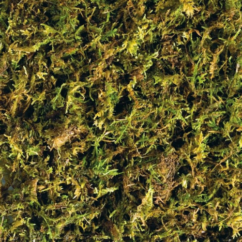 moss substrate