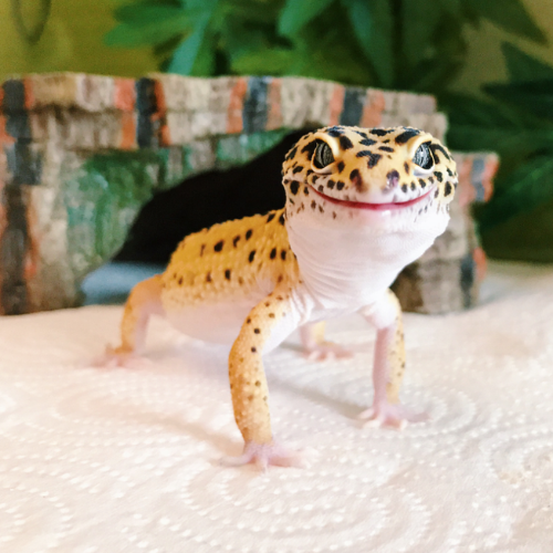 Best Substrate for Leopard Gecko 1
