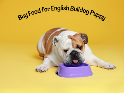 Best Food for English Bulldog Puppy 1