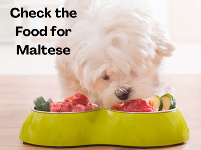 Best Dog Food for maltese