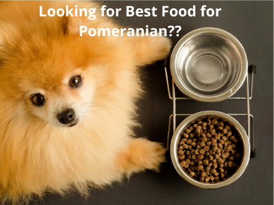 Best Food for Pomeranian