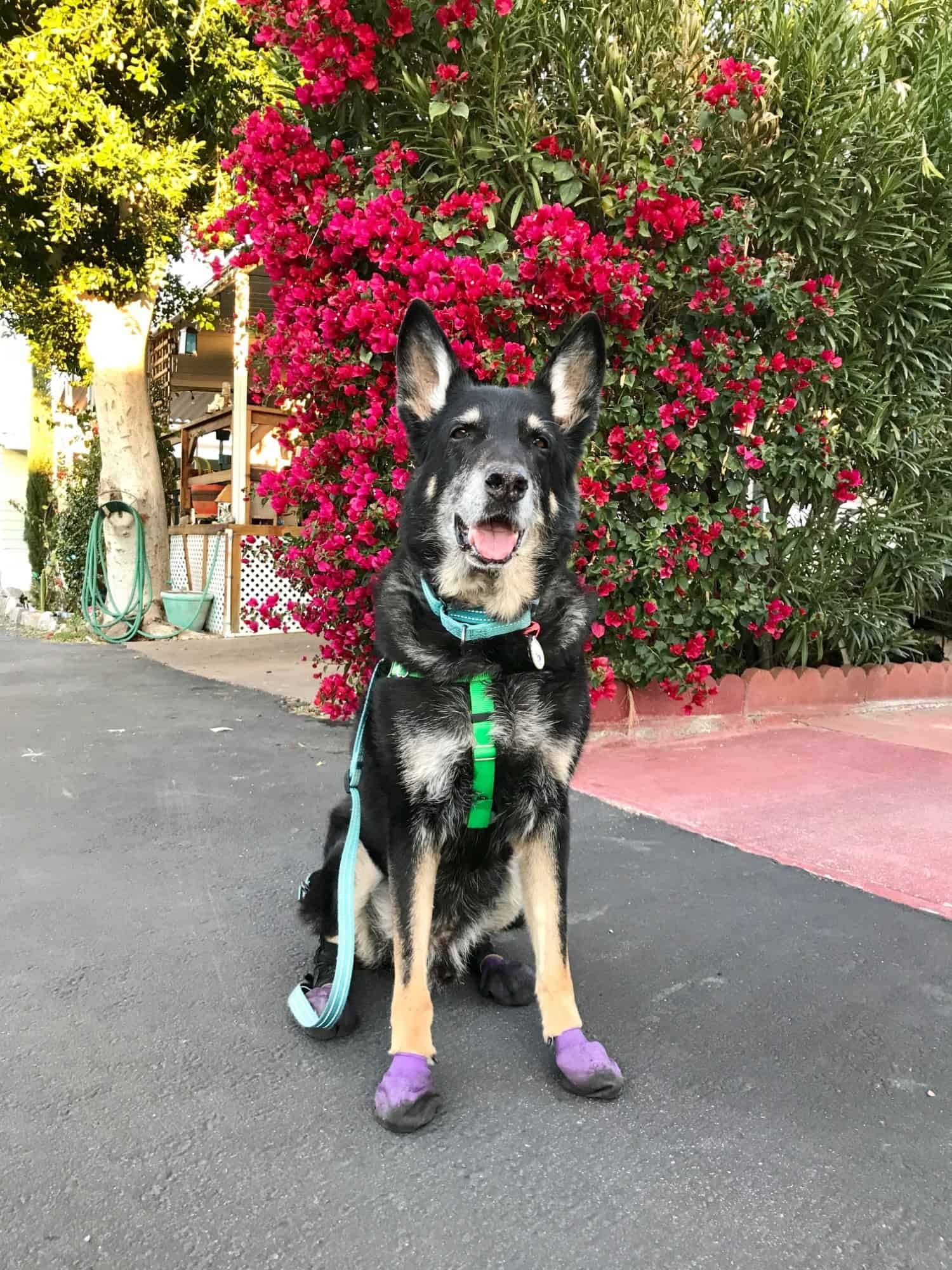 Buster the German shepherd walking in purple dog boots